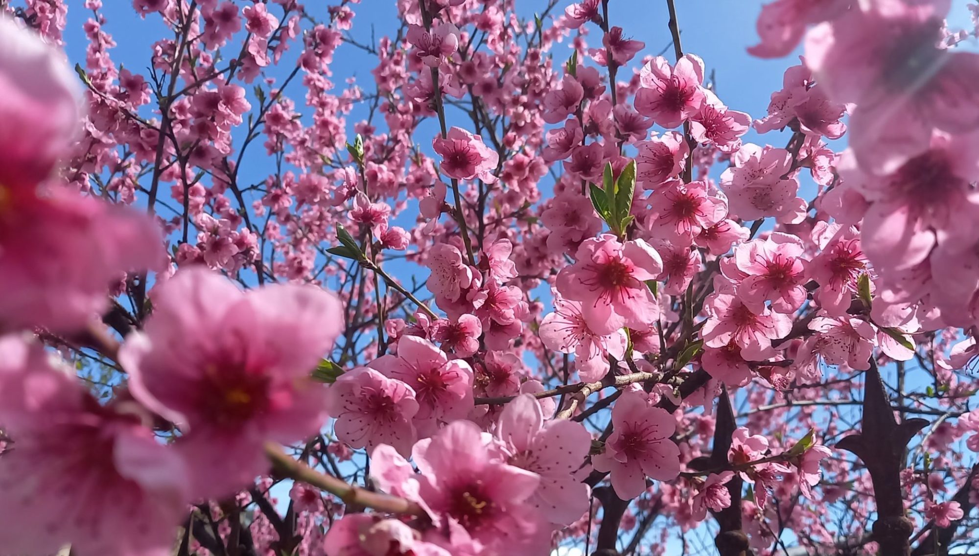 fleurs cerisiers renouveau , espoir